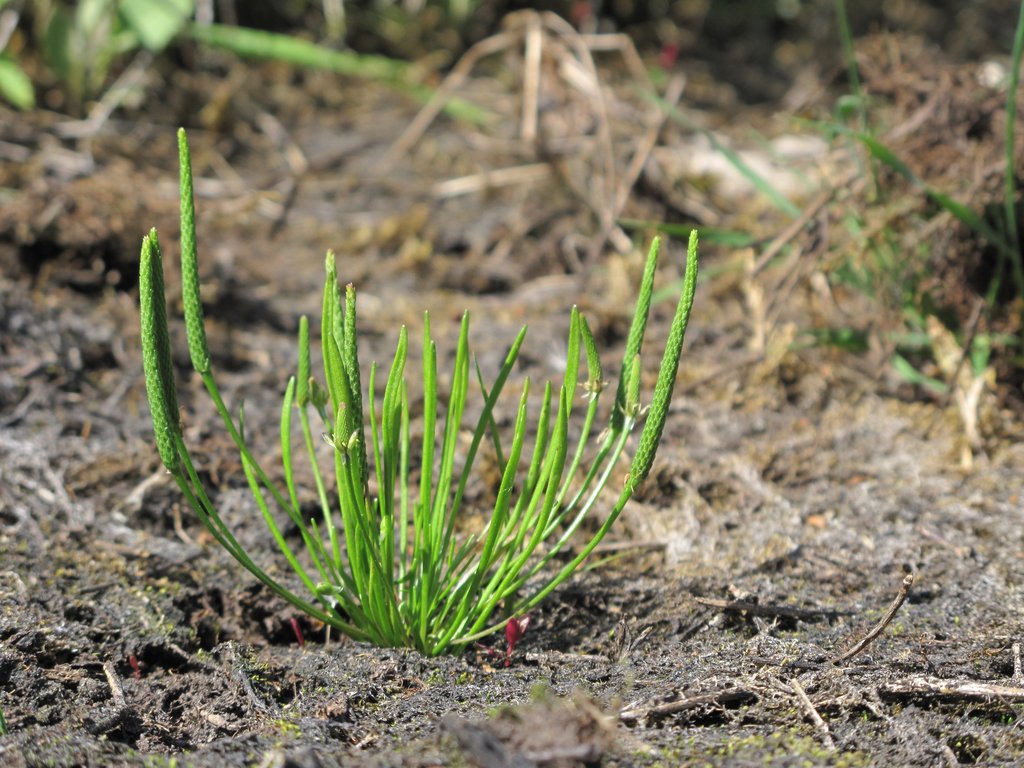 Myosurus minimus